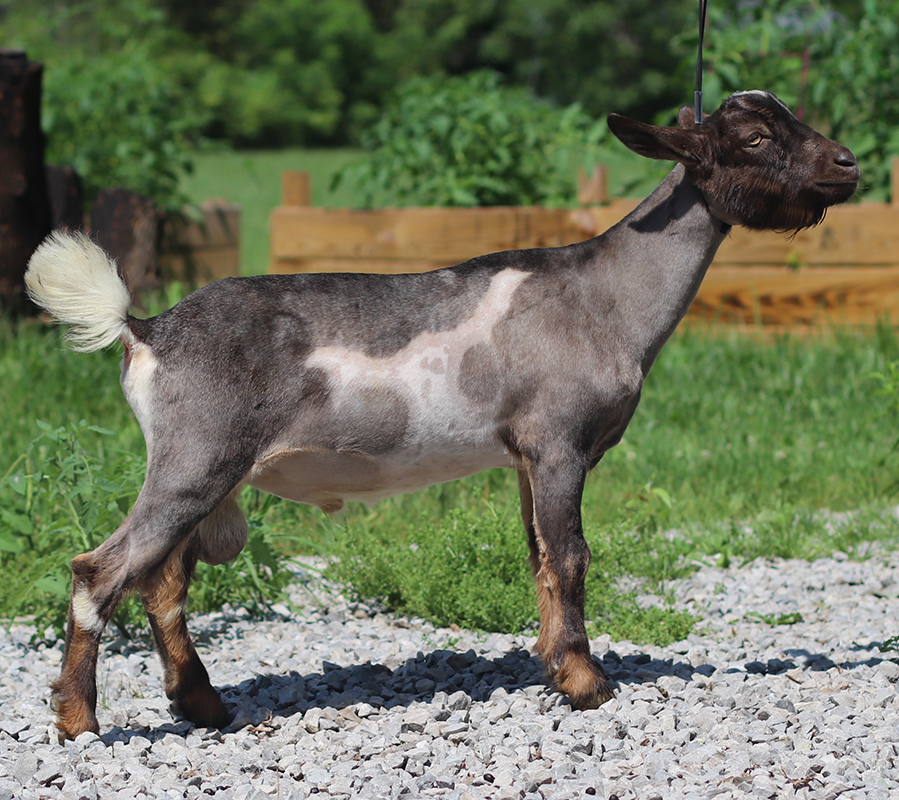 Better Wayz Bohemian Rhapsody